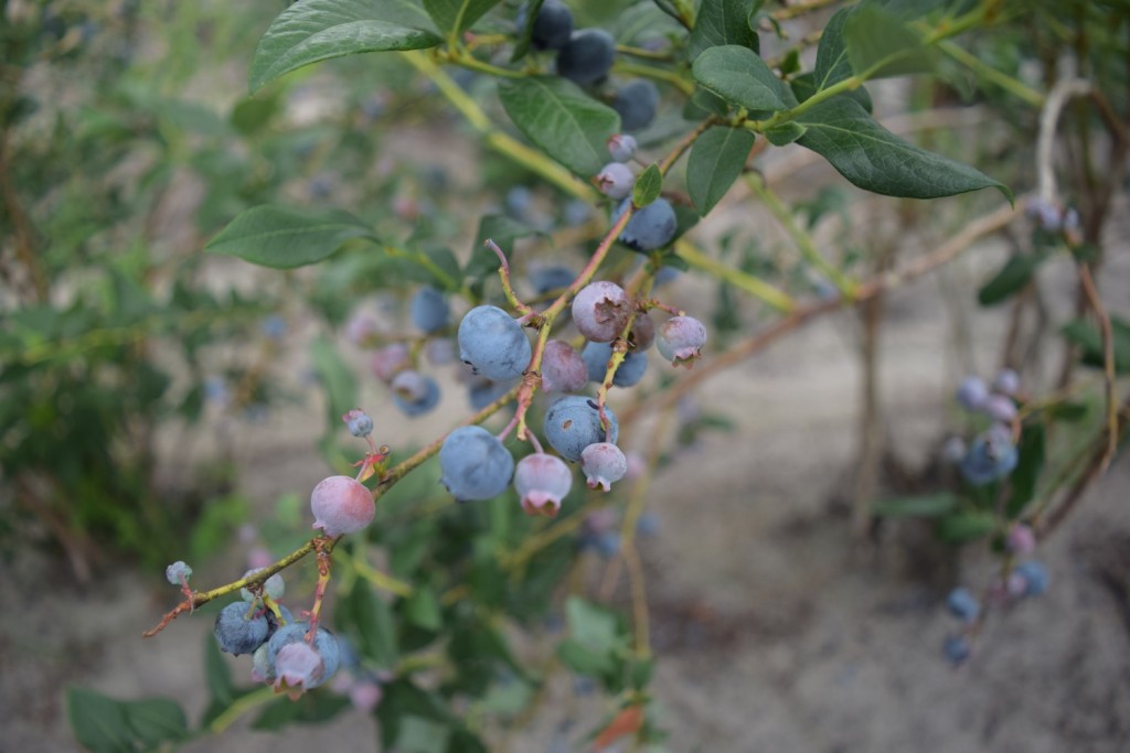 NJ's Blueberry Season