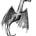 Pine Barrens NJ Devil