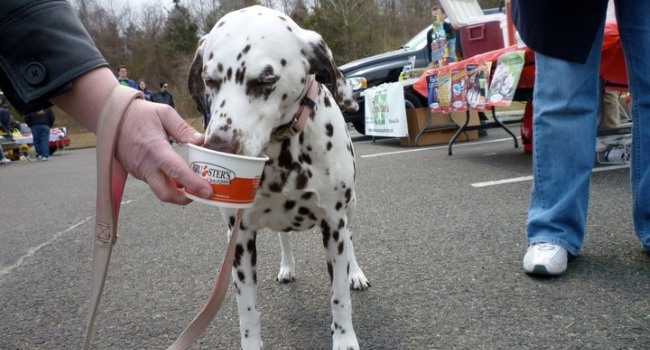 Brusters Real Ice Cream Guide to Dog Friendly Restaurants in South Jersey